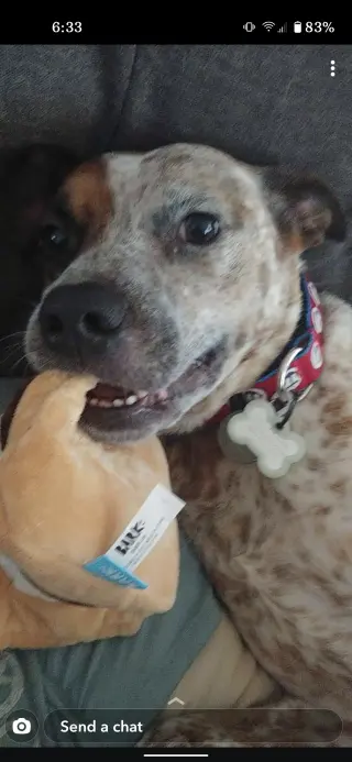 Rocco