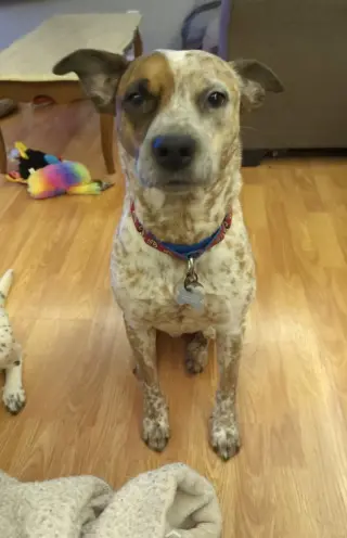 Rocco