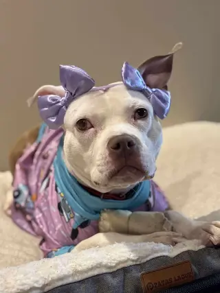 Wiggles