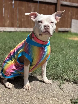 Wiggles