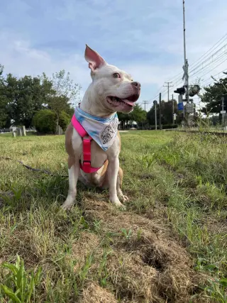 Wiggles
