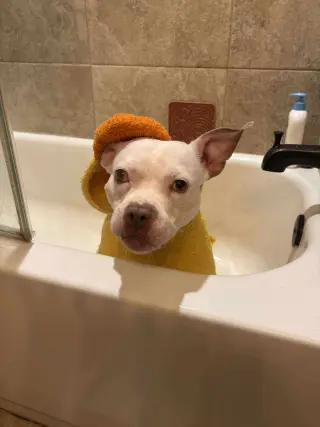Wiggles