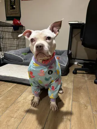 Wiggles