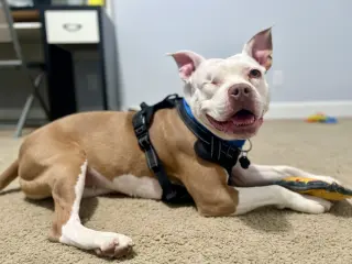 Wiggles