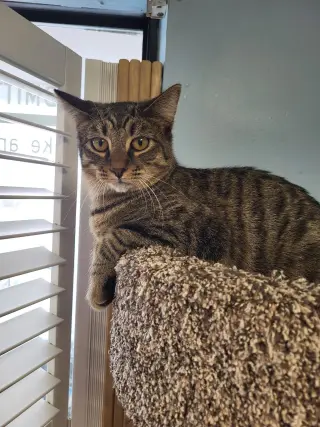 Tibbs