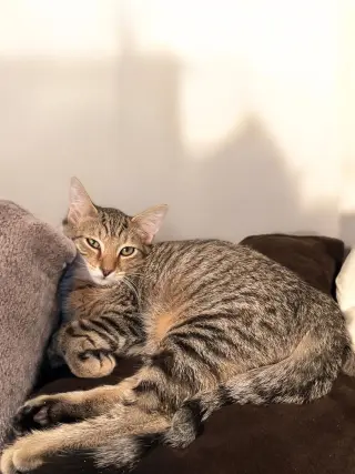 Tibbs