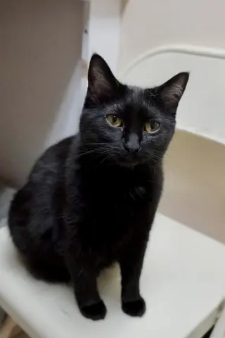 Inez