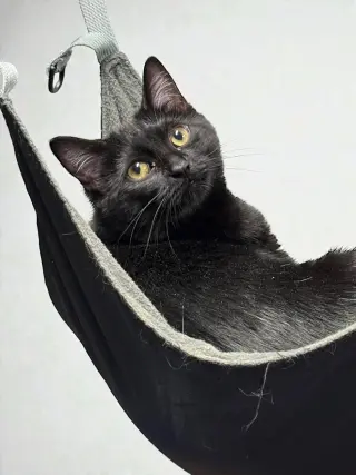 Inez