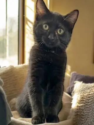 Inez