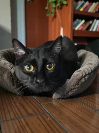 Inez