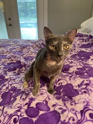 Lorelei