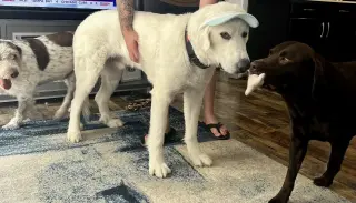 Denali