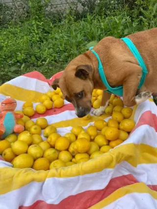 Penelope (Penny)