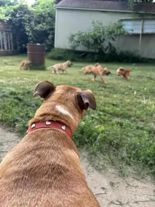 Penelope (Penny)