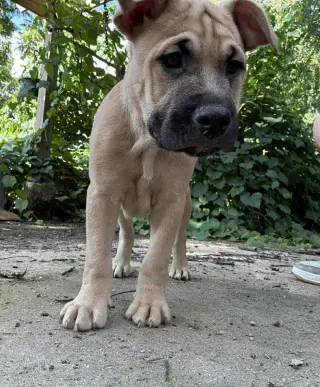 Ben