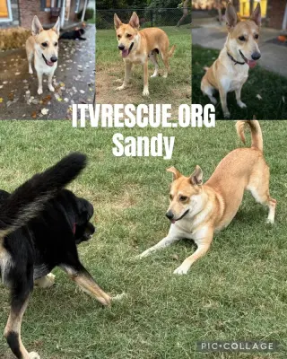 Sandy