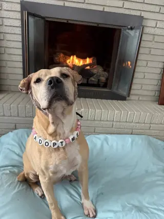 Frieda