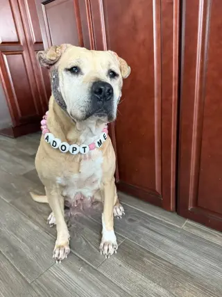 Frieda