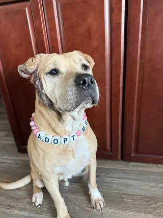 Frieda