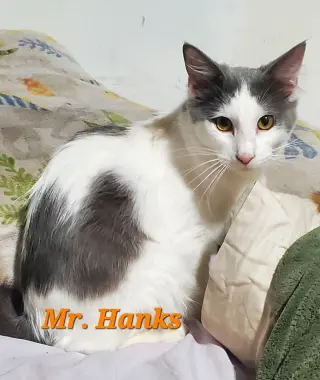 Mr Hanks (& sibling)