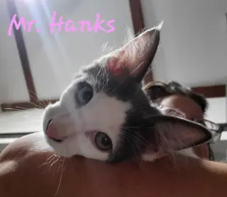 Mr Hanks (& sibling)