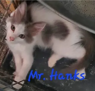 Mr Hanks (& sibling)