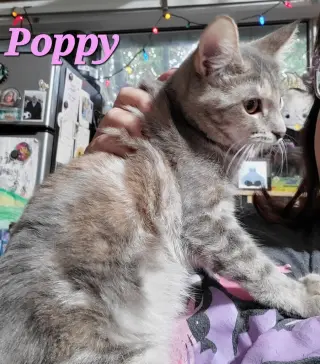 Poppy (& Willow)
