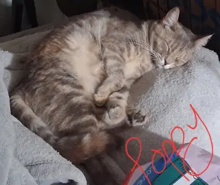 Poppy (& Willow)