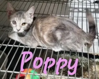 Poppy (& Willow)