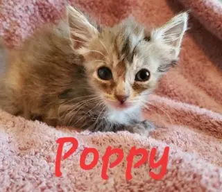 Poppy (& Willow)