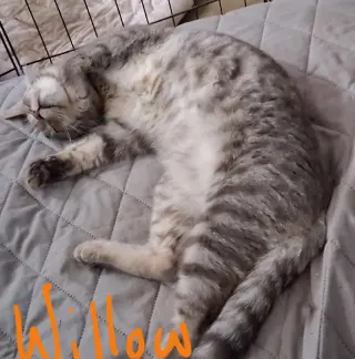 Willow (& Poppy)
