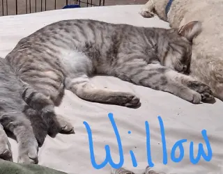 Willow (& Poppy)