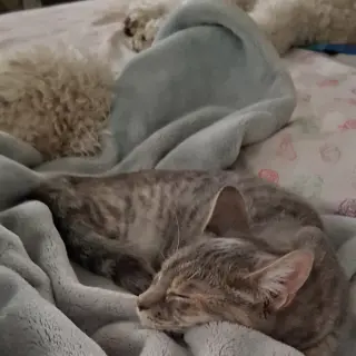 Willow (& Poppy)