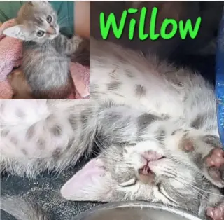 Willow (& Poppy)