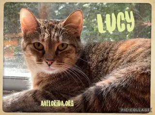 Lucy
