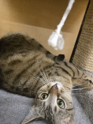 Lickin Paw