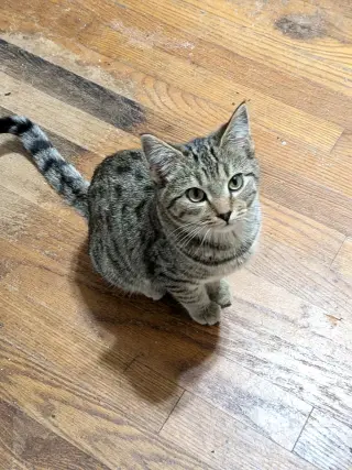 Lickin Paw