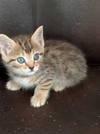 Lickin Paw
