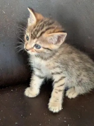 Lickin Paw