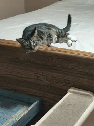 Kie