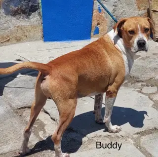 Buddy