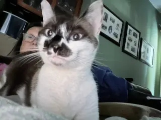 Willow (Courtesy Post)
