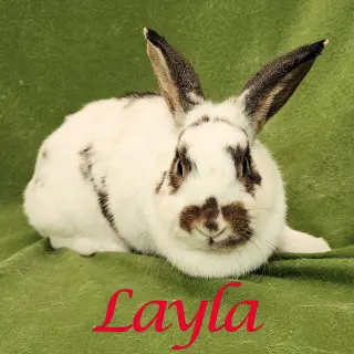 Layla