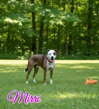 Mirri