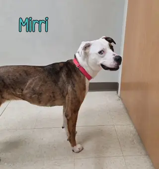 Mirri