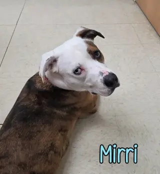 Mirri