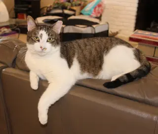 Rocky - FIV+
