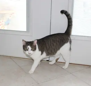 Rocky - FIV+