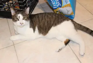 Rocky - FIV+
