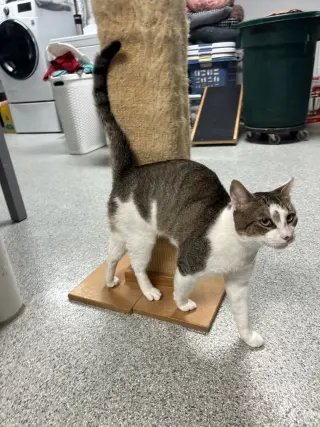 Rocky - FIV+